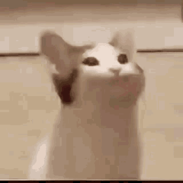 Un gato