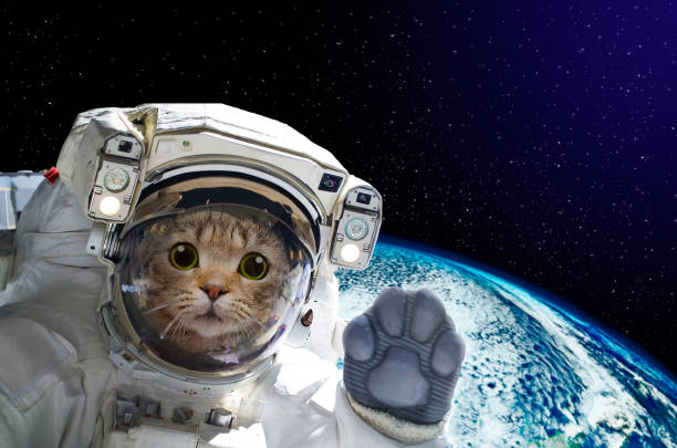 Gato espacial 1